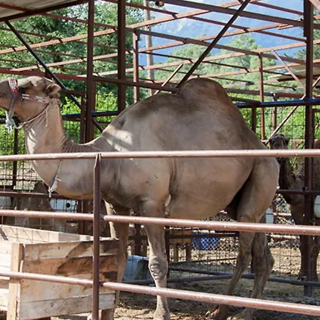 Selale Cennet Evleri ケメル