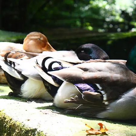 Selale Cennet Evleri Кемер