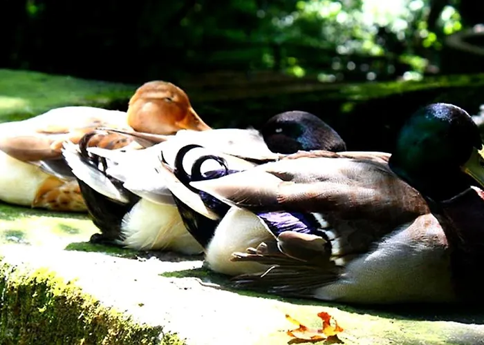 Hotell Selale Cennet Evleri Kemer