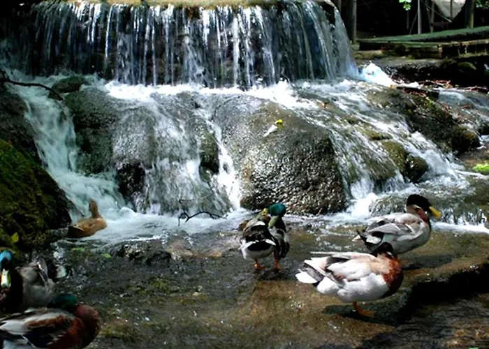 Selale Cennet Evleri *