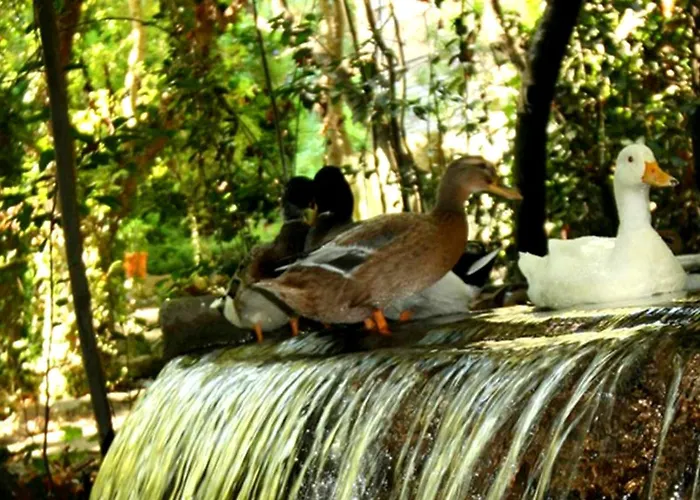 Hotell Selale Cennet Evleri *